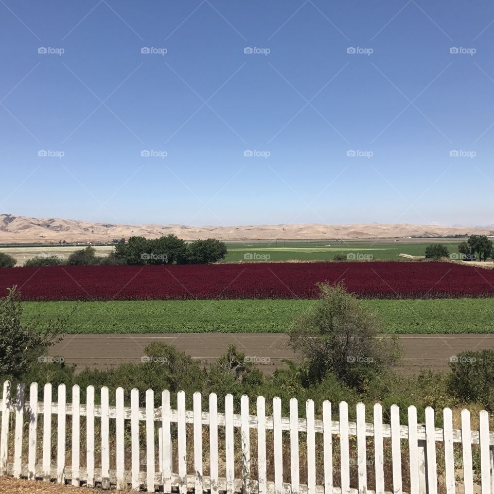 No Person, Outdoors, Fence, Agriculture, Vineyard