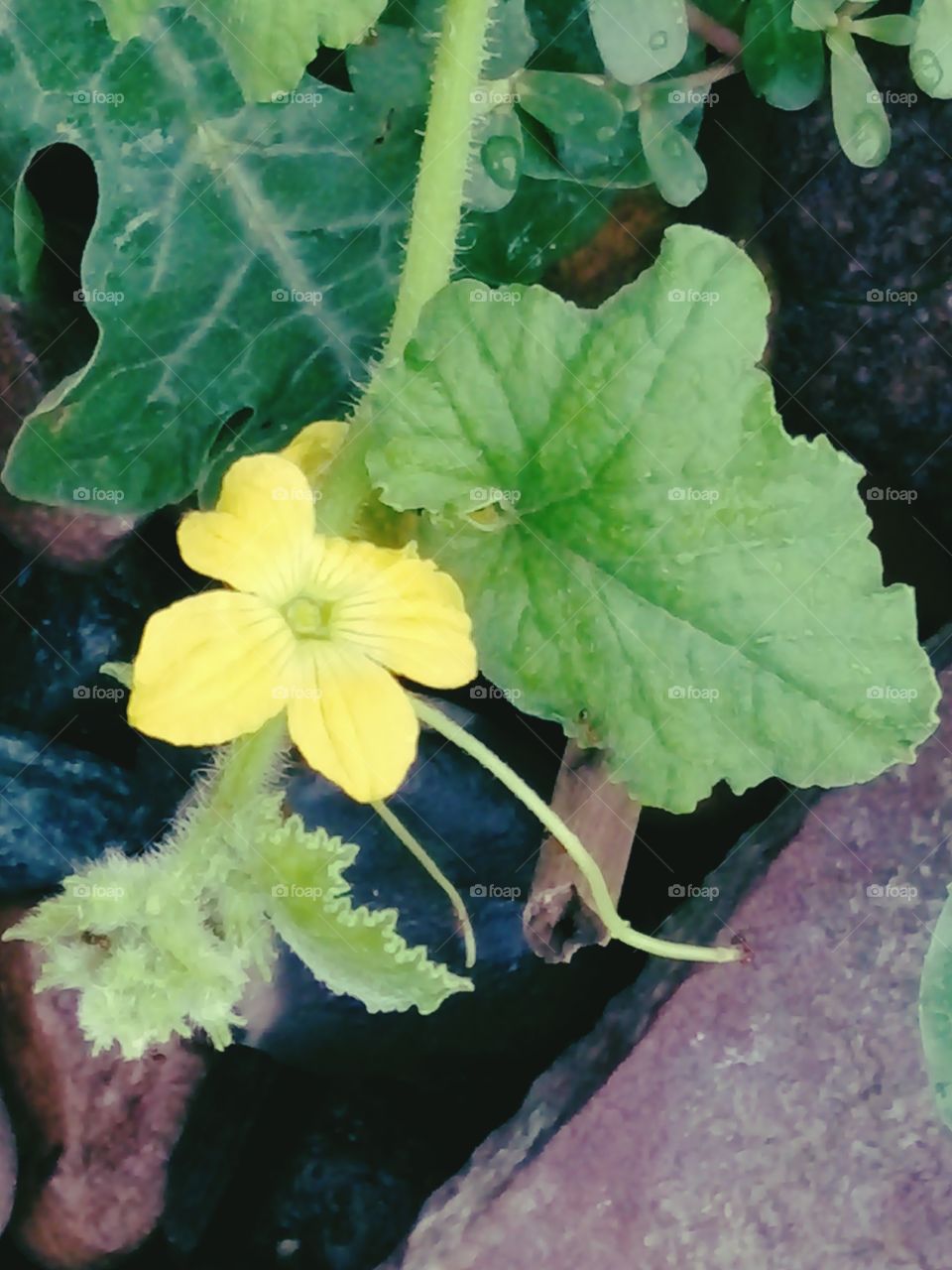 flower,flower picture,A great photo,a photo for everyone,a memorable photo,a no.  photo,a photo to cherish,a beautiful photo,a great photo for the best people,an evergreen photo,a photo to remember for years, the best result of great photography