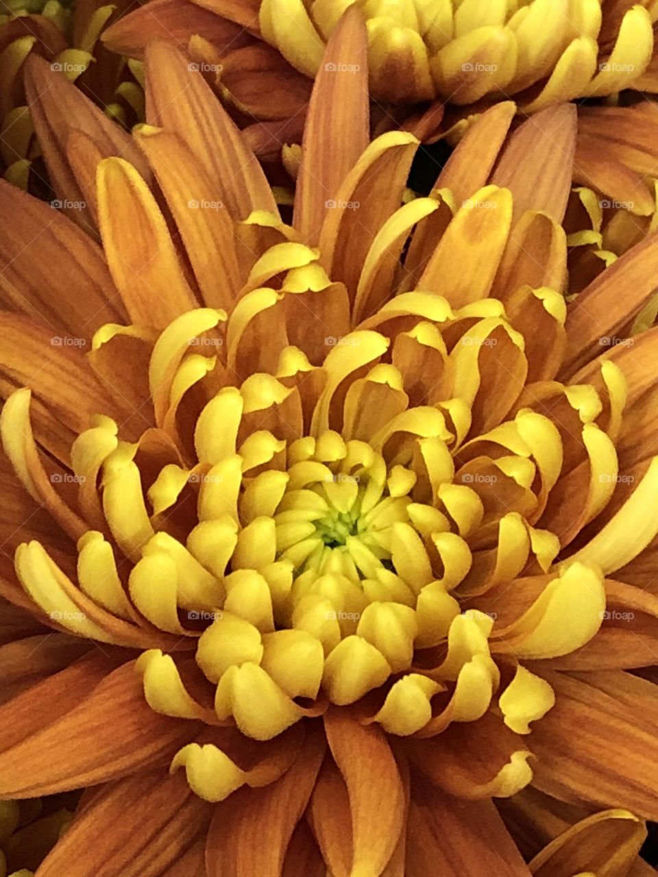 Yellow flower closeup
