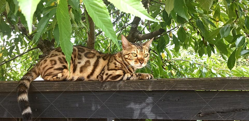 cat beautiful portrait on a wooden fence summer time, mobile photography