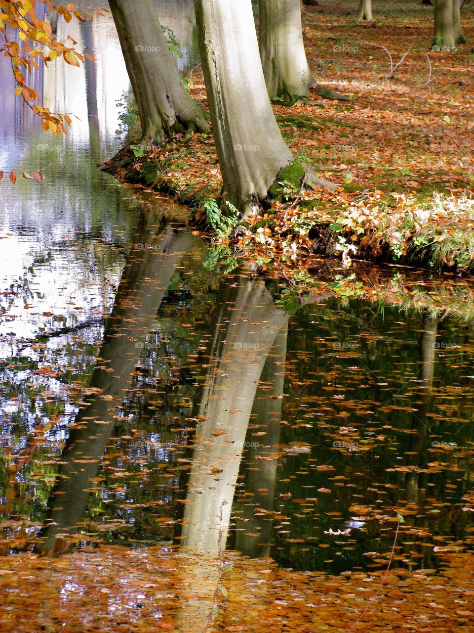 Reflection of trees in lake