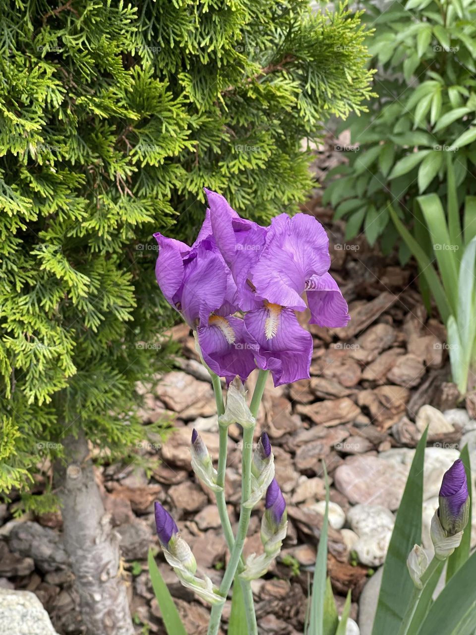 Irises 