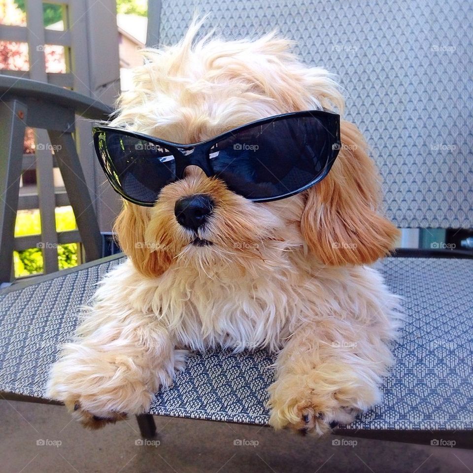 Puppy in sunglasses