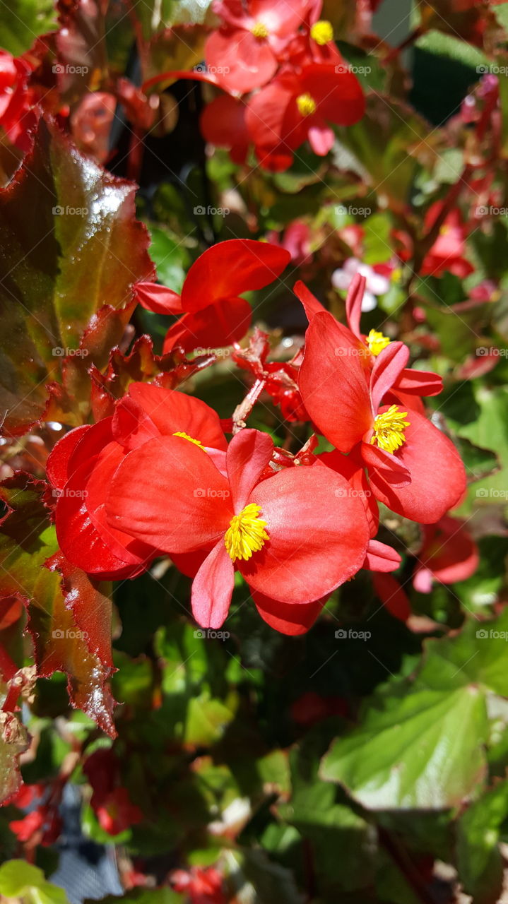 flowers