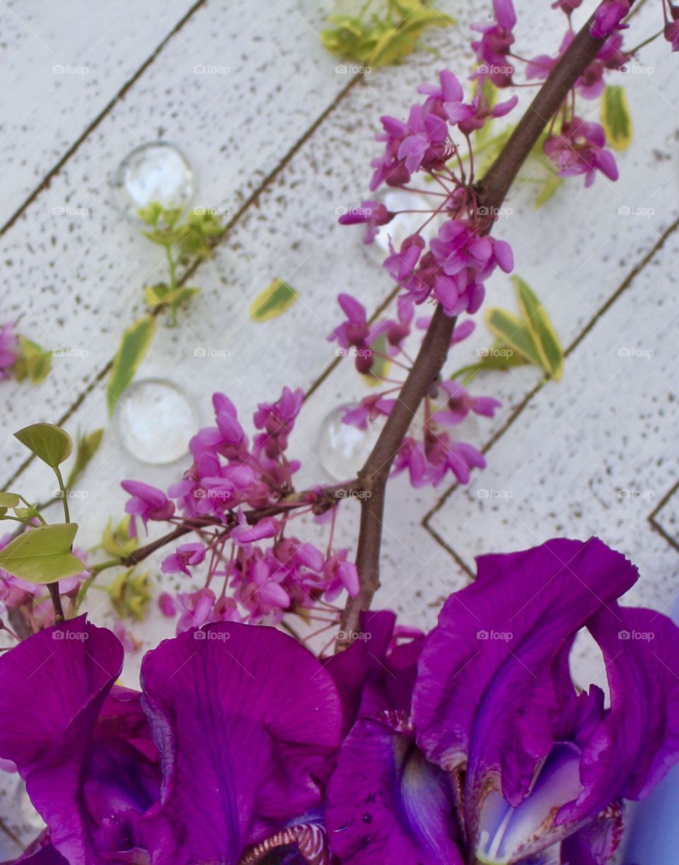 Gorgeous Purple Iris & Eastern Redbud Blossoms 