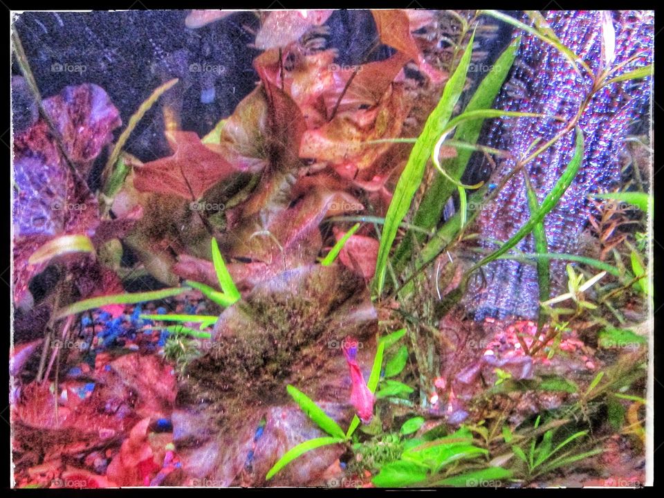 can you find the Betta?