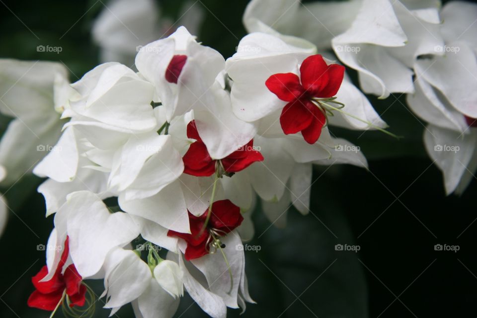 Flowers, Detail, red, white 