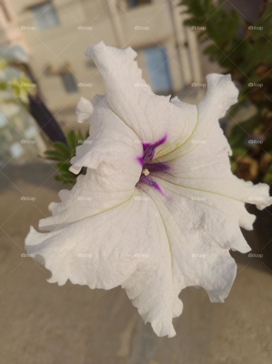 pitunia white flower looks very beautiful generally found everywhere fresh seasonal