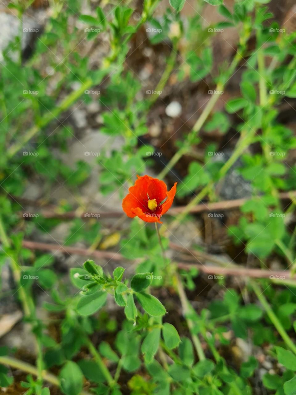 Lonely Poppy