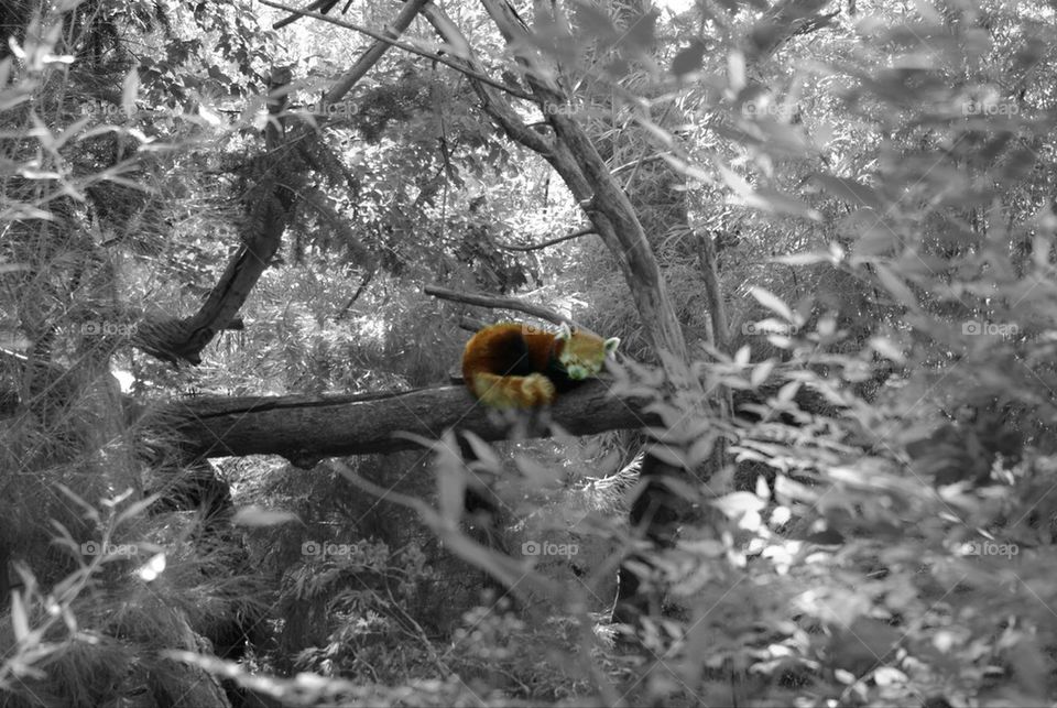 Black and white red panda