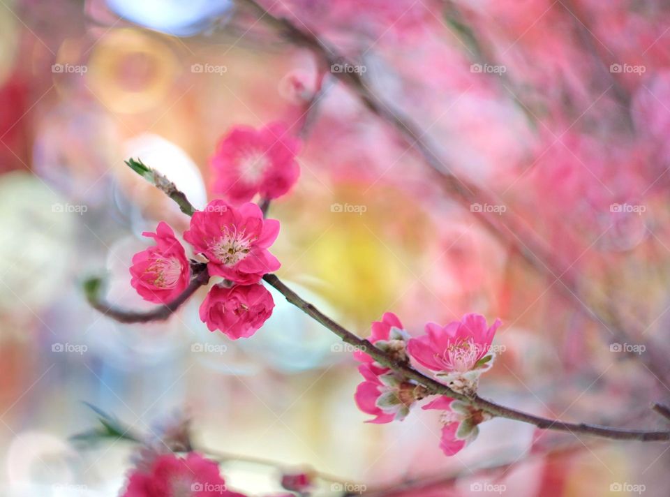 lucky spring flowers