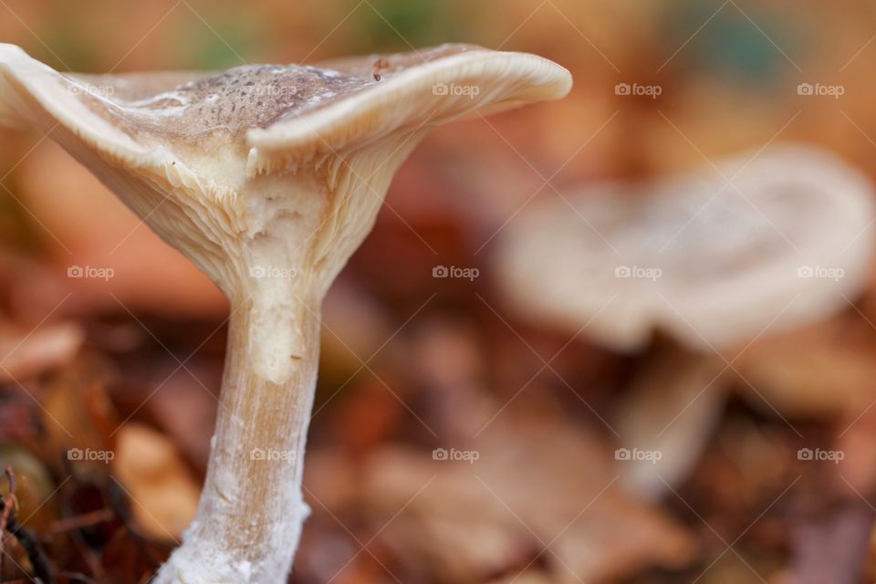 Close-up of a mushroom