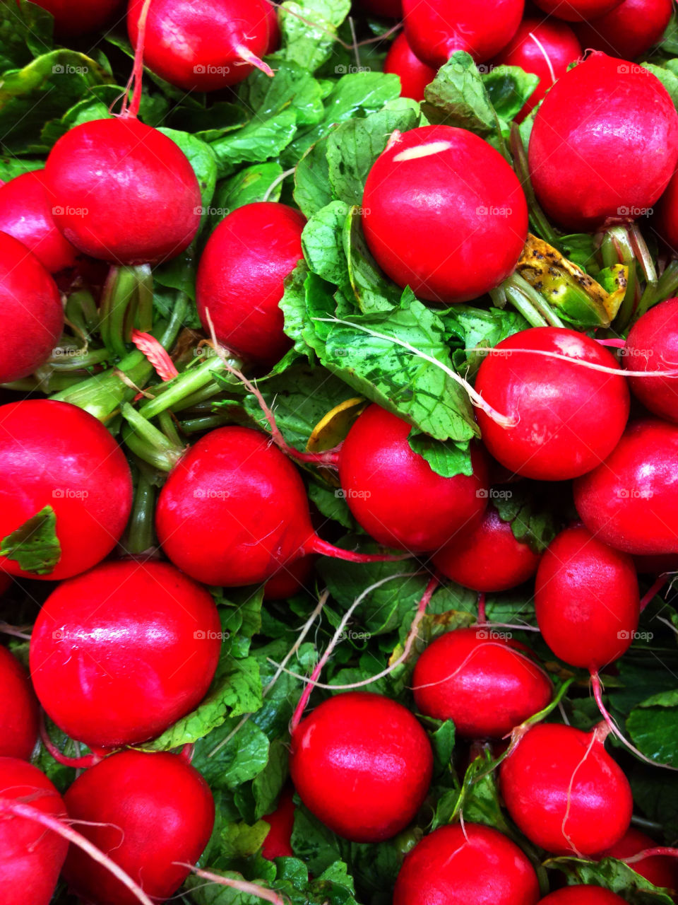 Brilliant bunch of fresh red radishes