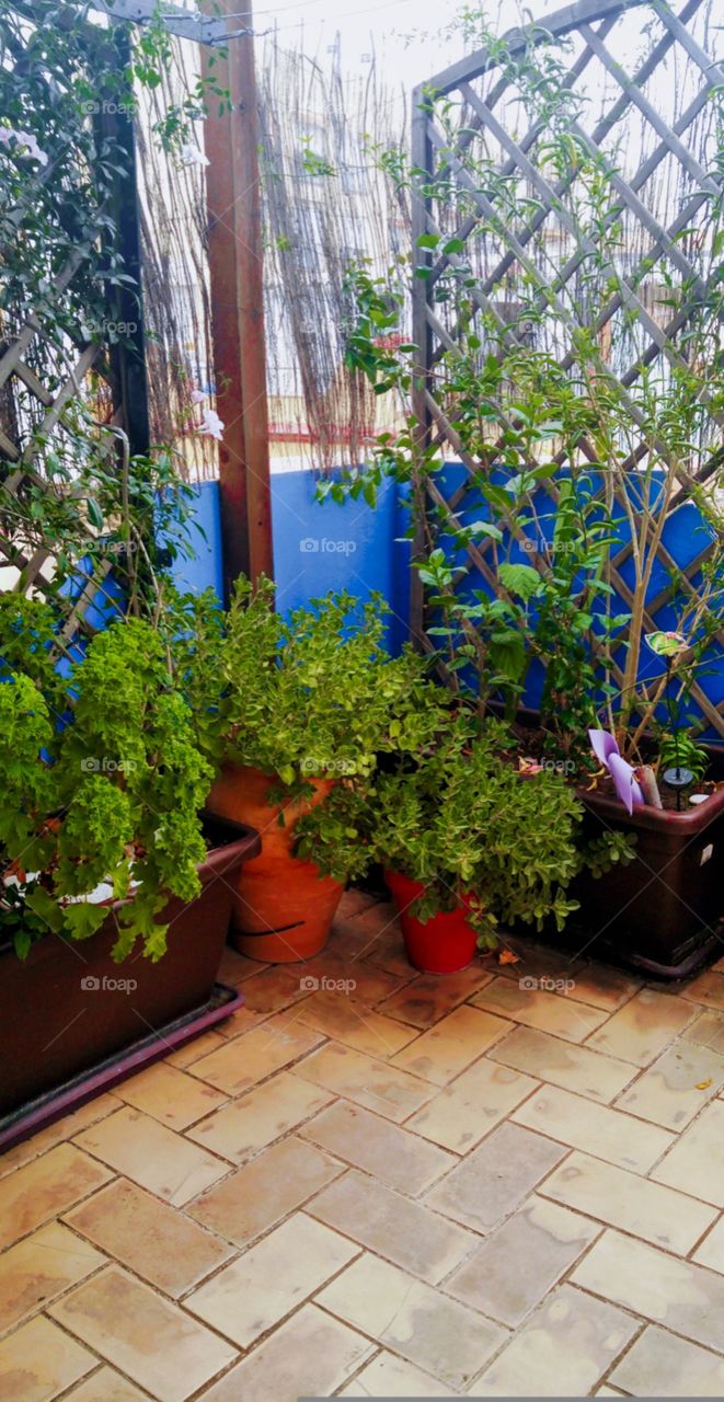 a mix of houseplants