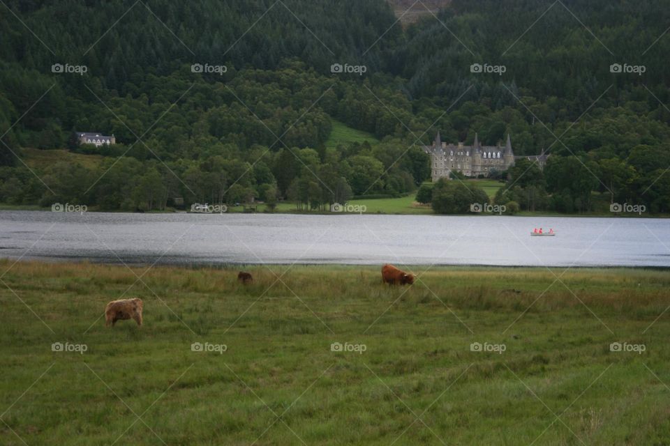 Highland cattle grazing in a pasture 