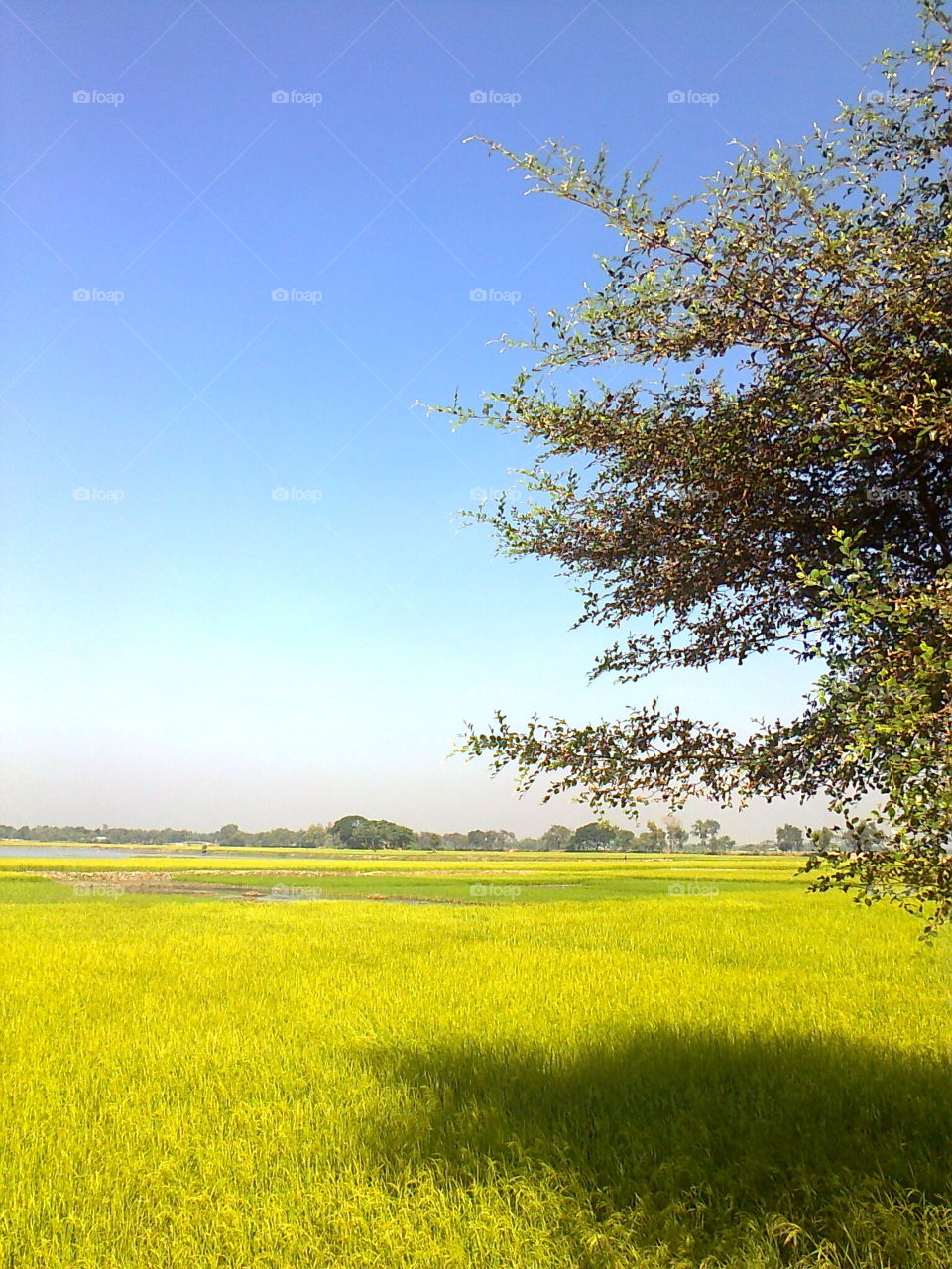 rice fields. countryside crops field in Bangladesh