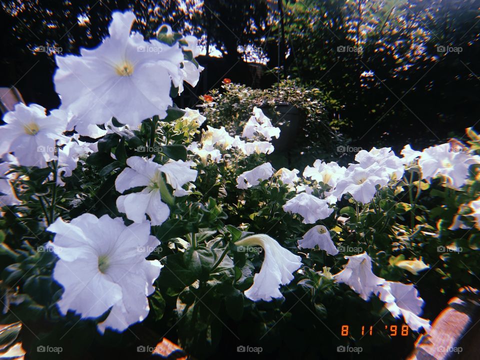 flowers in summer