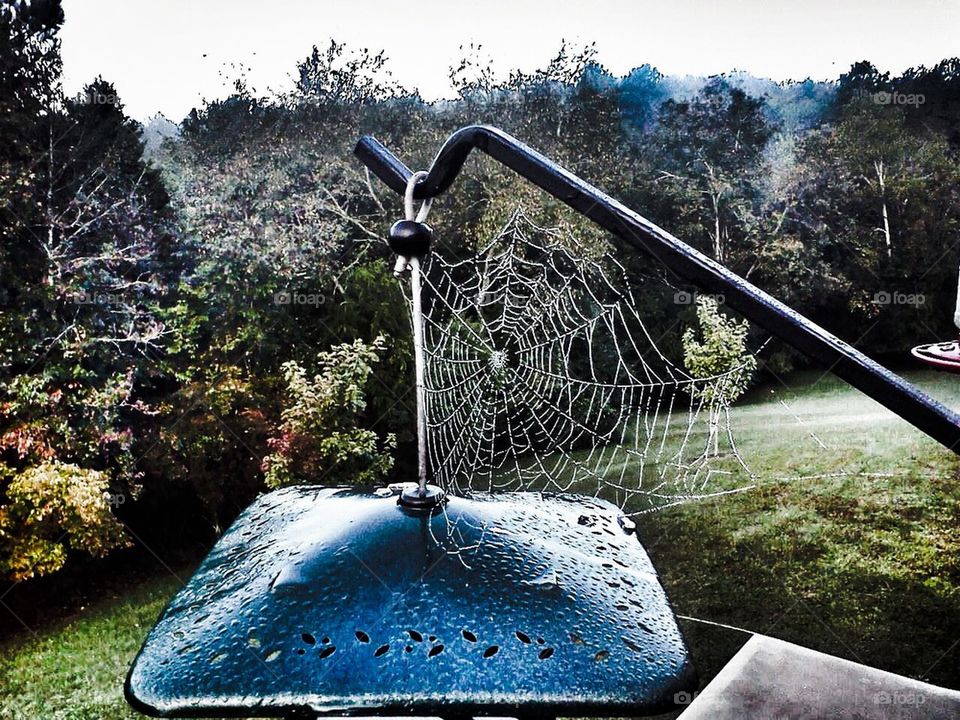 SpiderWeb