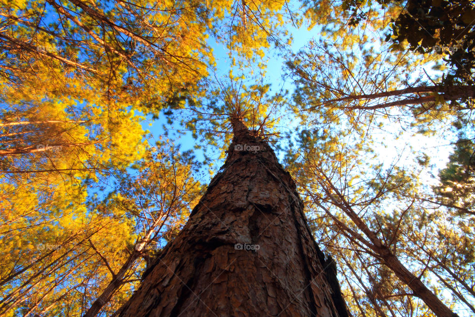 Big tree. Look up to the trees