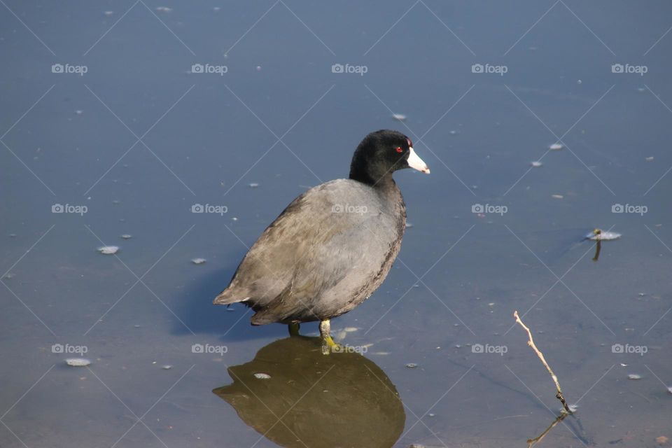 Coot Wading in Water