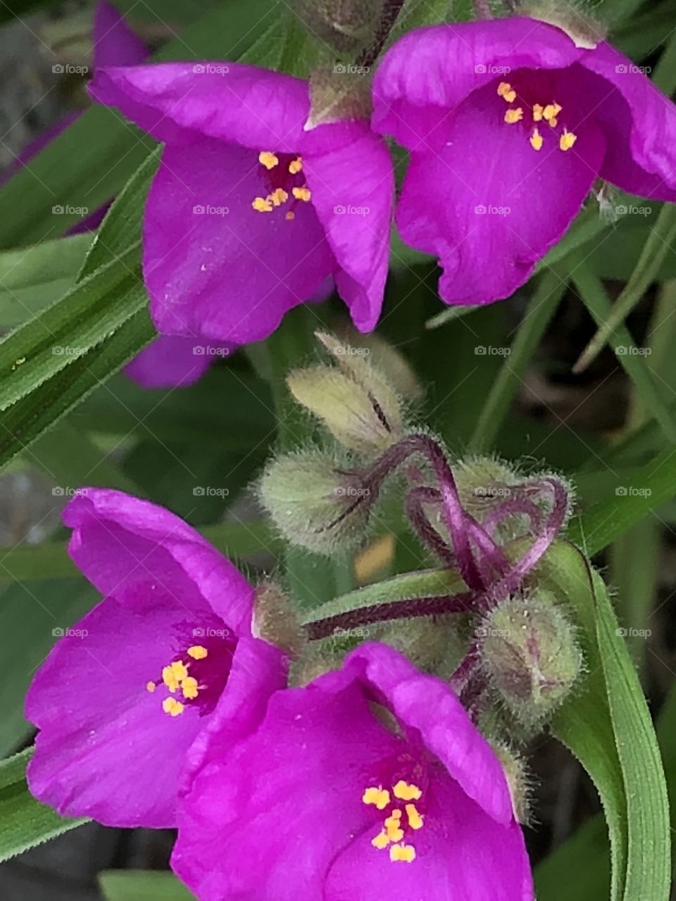 Pink spiderwort flower in bloom 