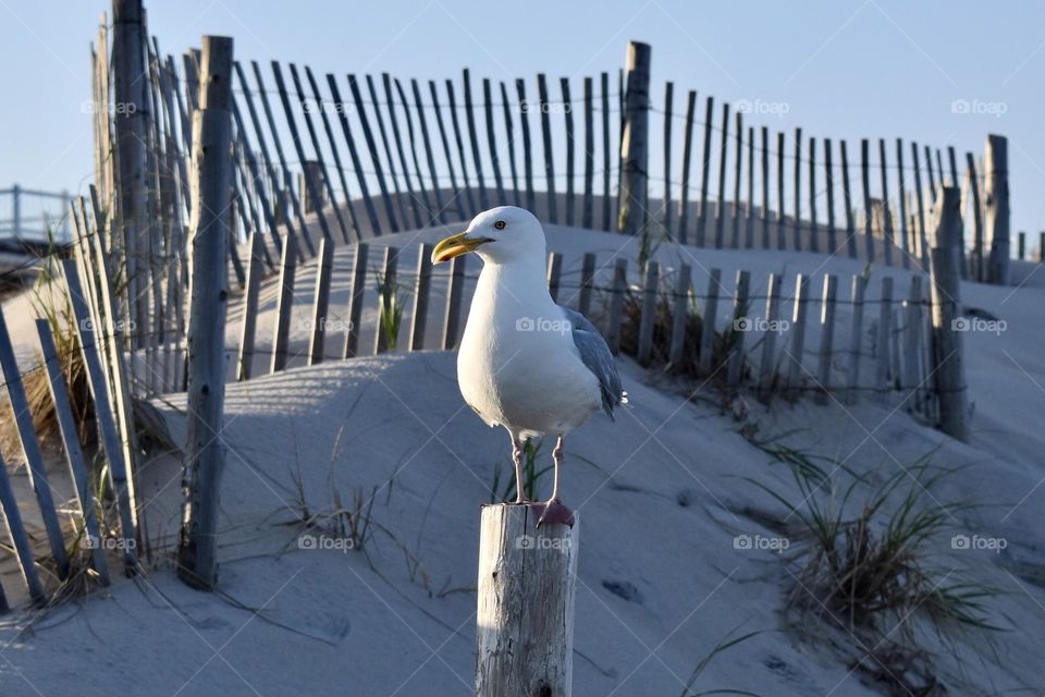 Beach watcher