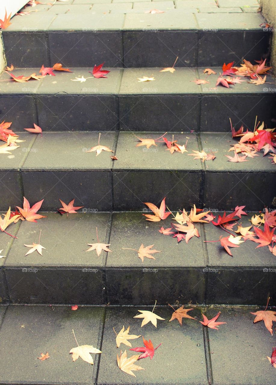 Close up of fallen autumn maple leaves on the steps.  Autumn scene