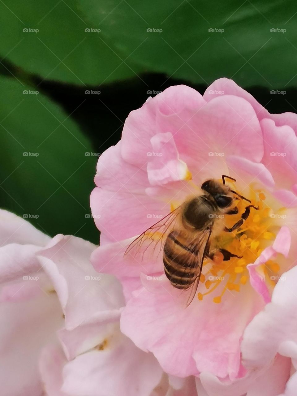 flowers and bee