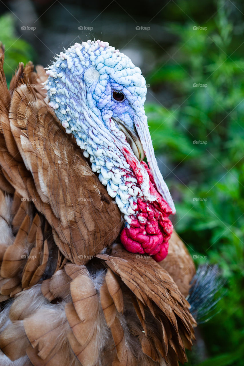 Closeup of a brown turkey