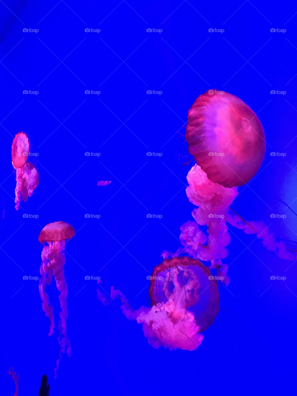 Jellyfish light up Ripley's Aquarium Toronto 