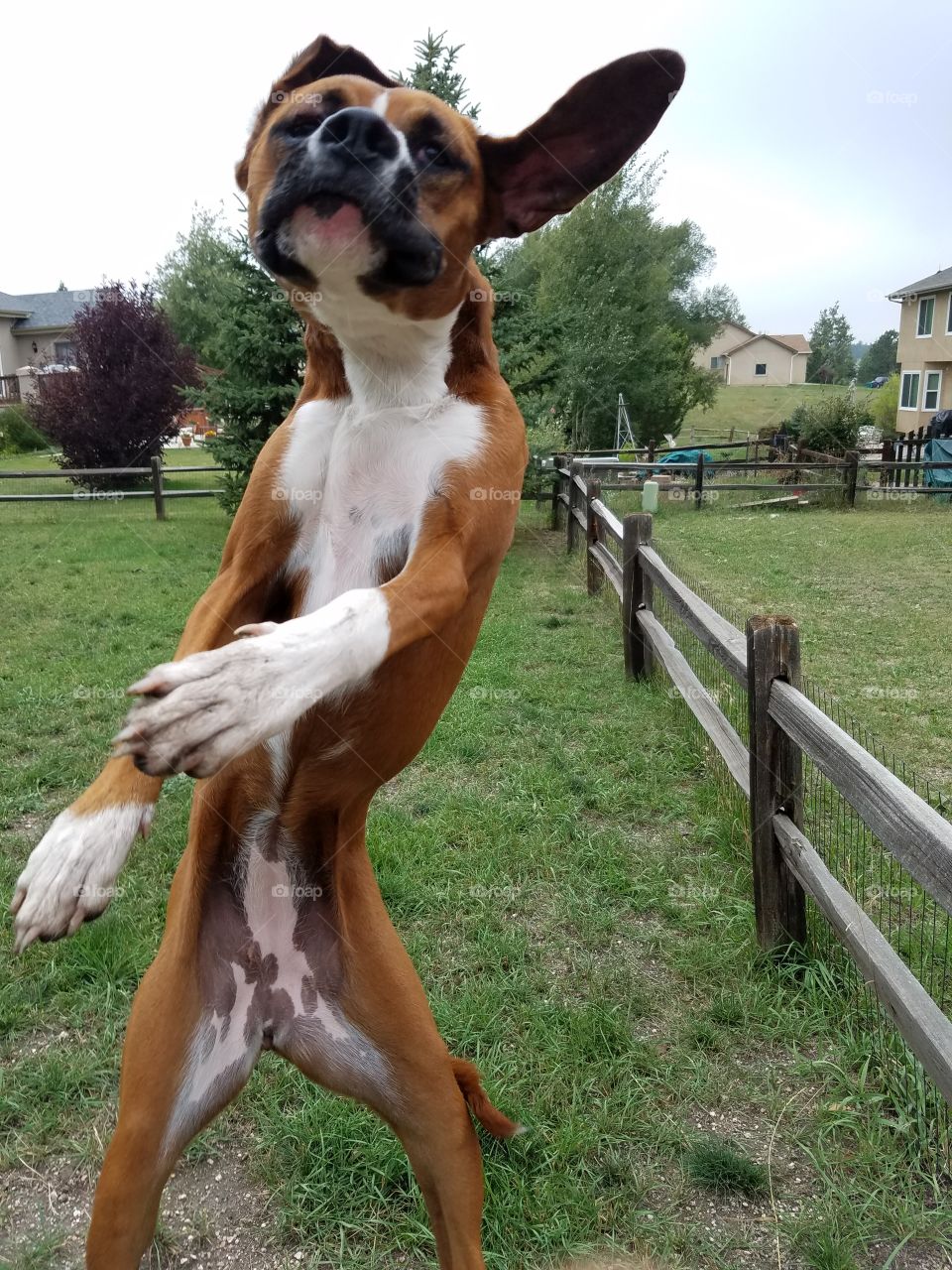 A boxer mix puppy that loves to jump