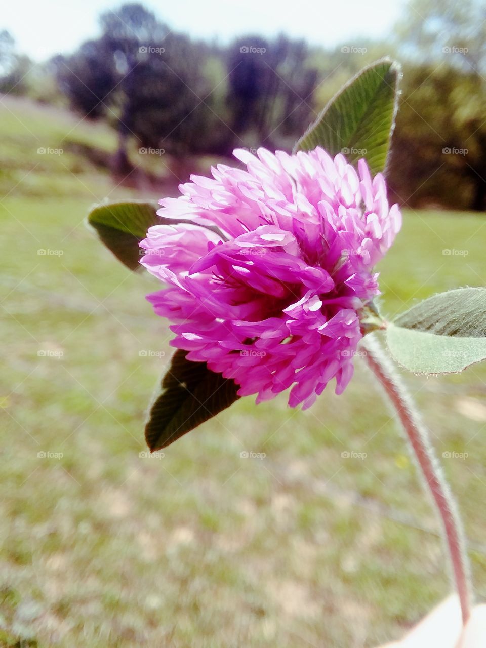 flower