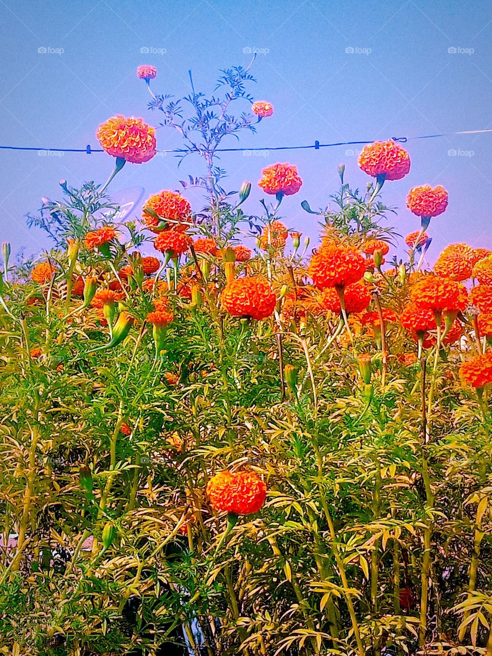 beautiful orange🟠 marigold flowers🌸🌺🌻🌹🌷🌼💐 in our garden