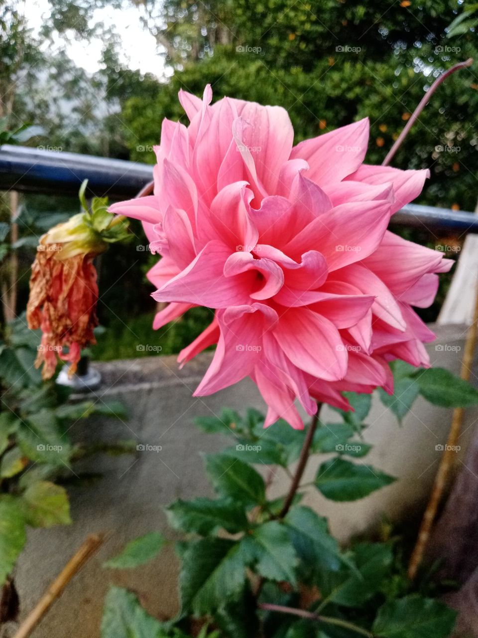 Flowers in the garden