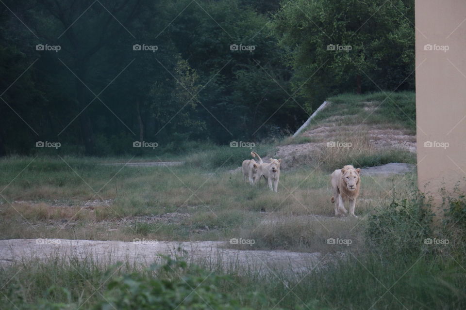 White Lion Lahore Zoo