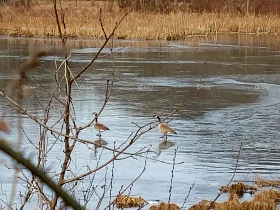 Ice skating Geese