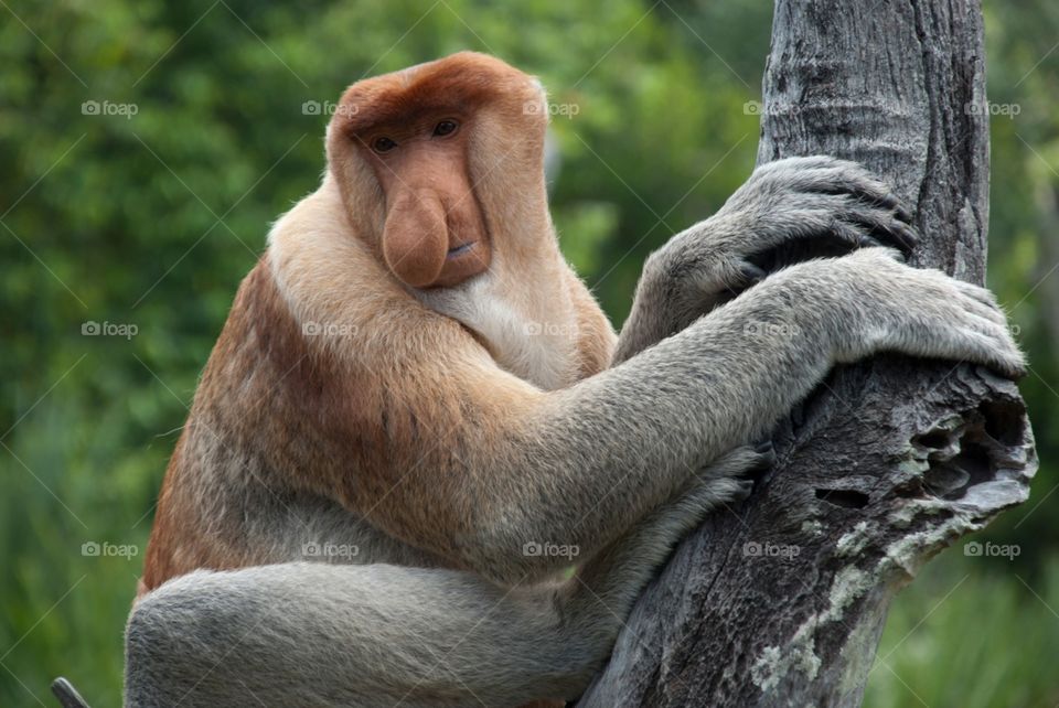 proboscis monkey on a branch 