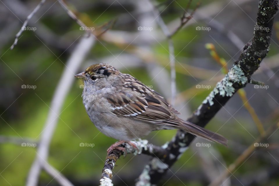 Bird on a branch 