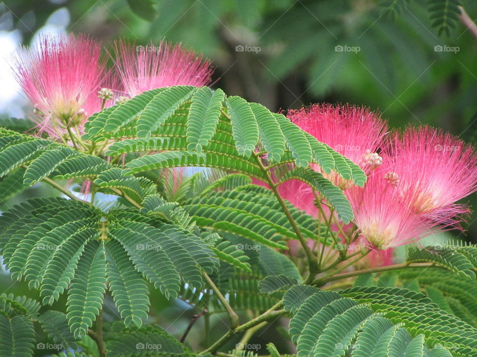 flowers