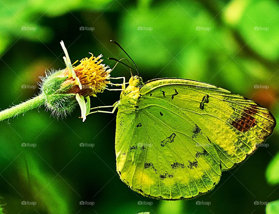 Butterfly photography  - daisy flower