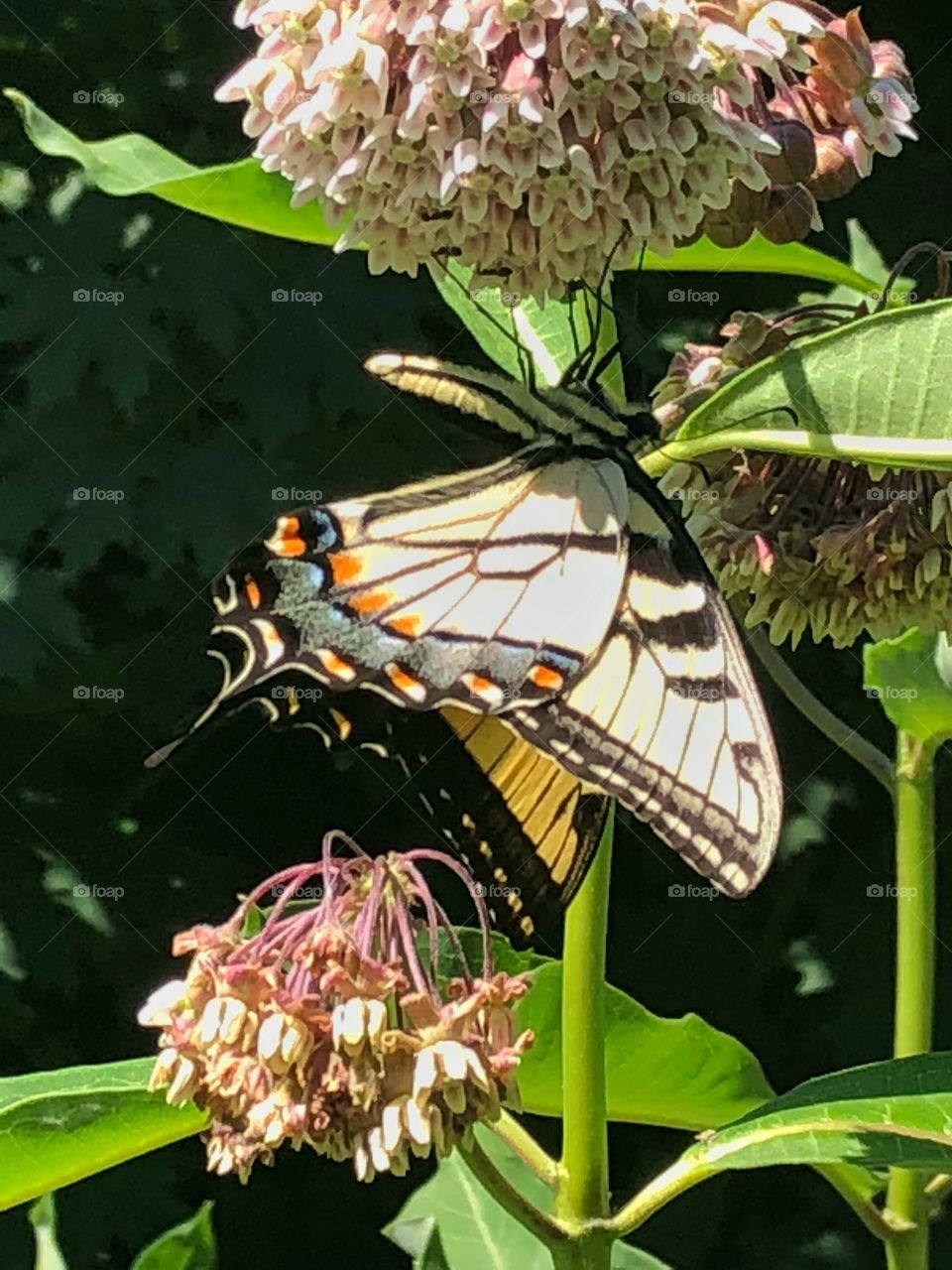 Swallowtail butterfly on milkweed plant