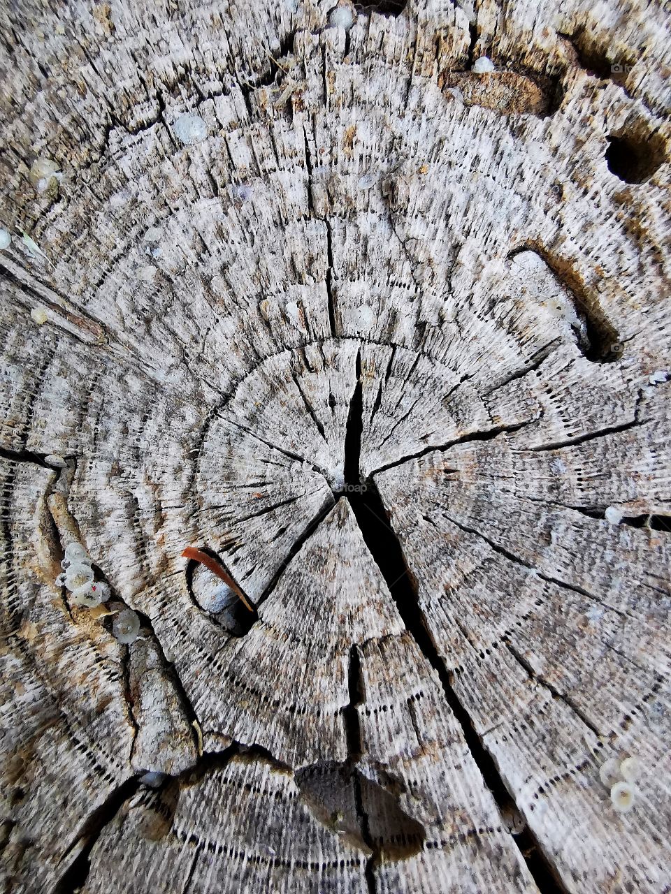 Tree log Section