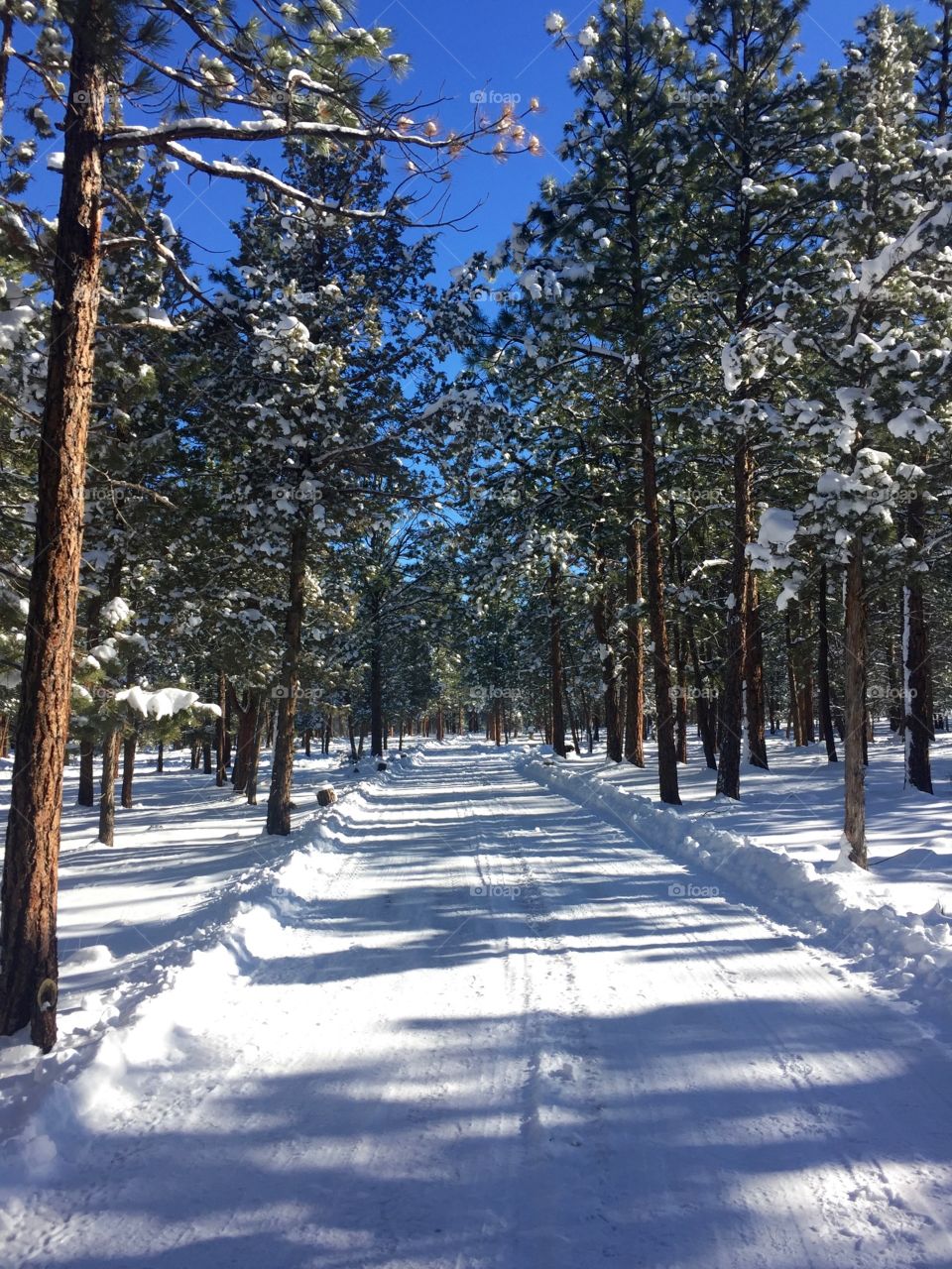 Snow covered road through the trees