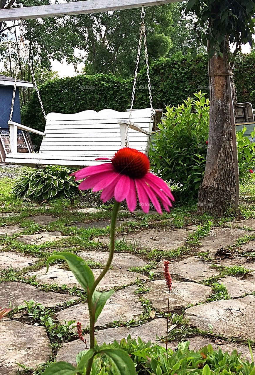 Pink rudbeckia 