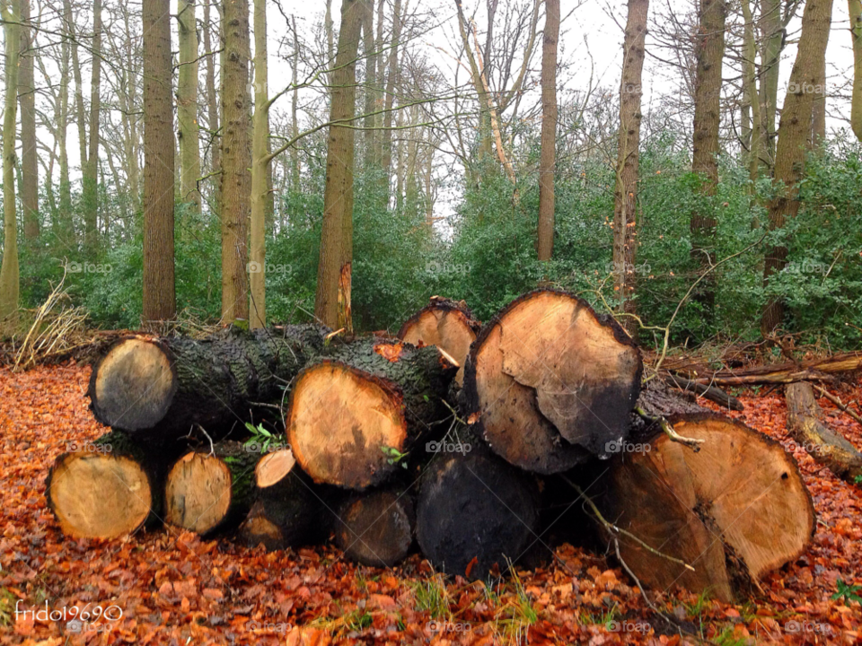 trees forest autumn coelhorst by frido1969