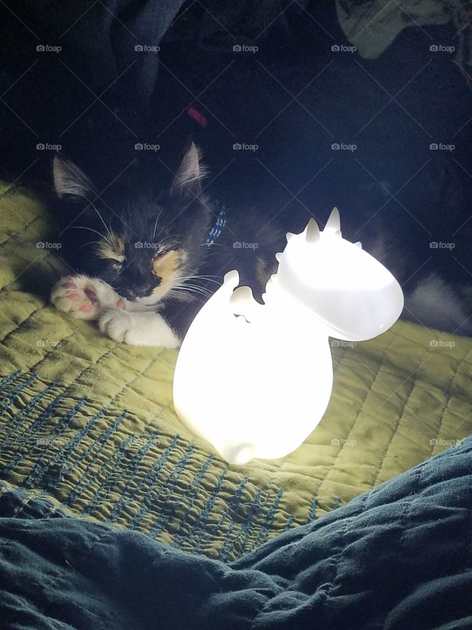 Kitten with Dragon Nightl