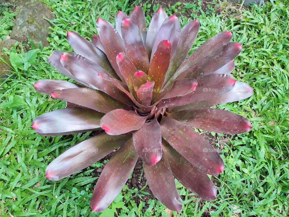 Neoregelia marmorata