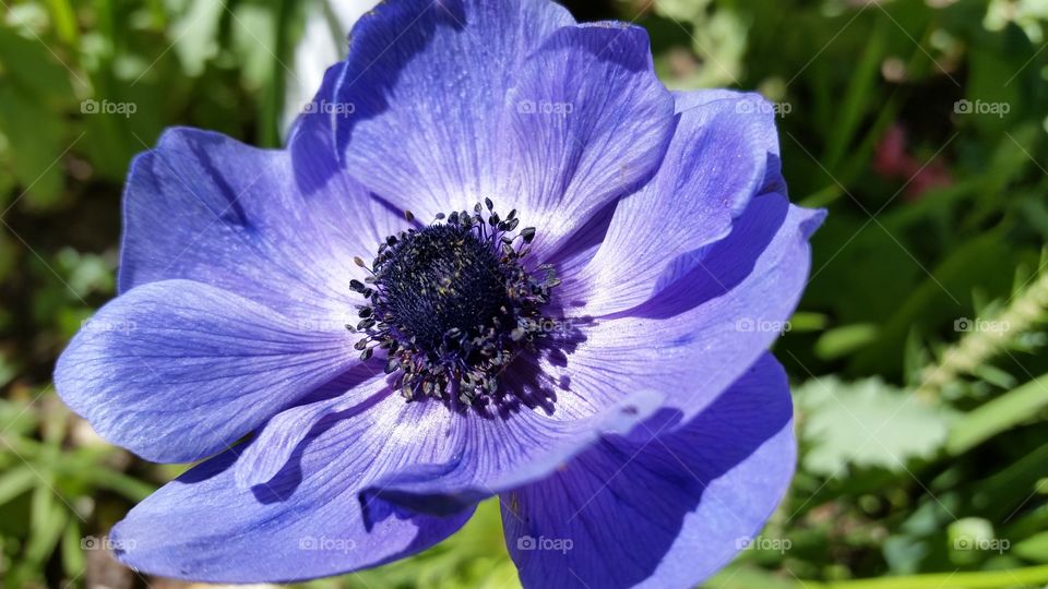 2015 Anemones. my favorite ,smells  Awesome