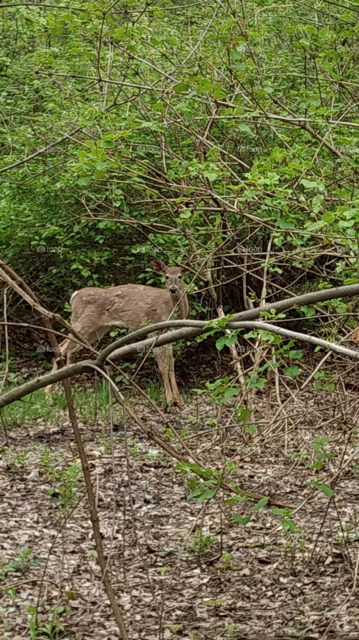 Sneaky Deer