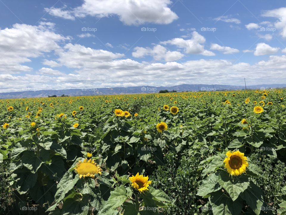 Sunflower fields